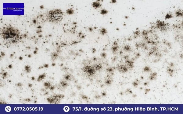 Tìm hiểu chi tiết về mốc đen trên quần áo